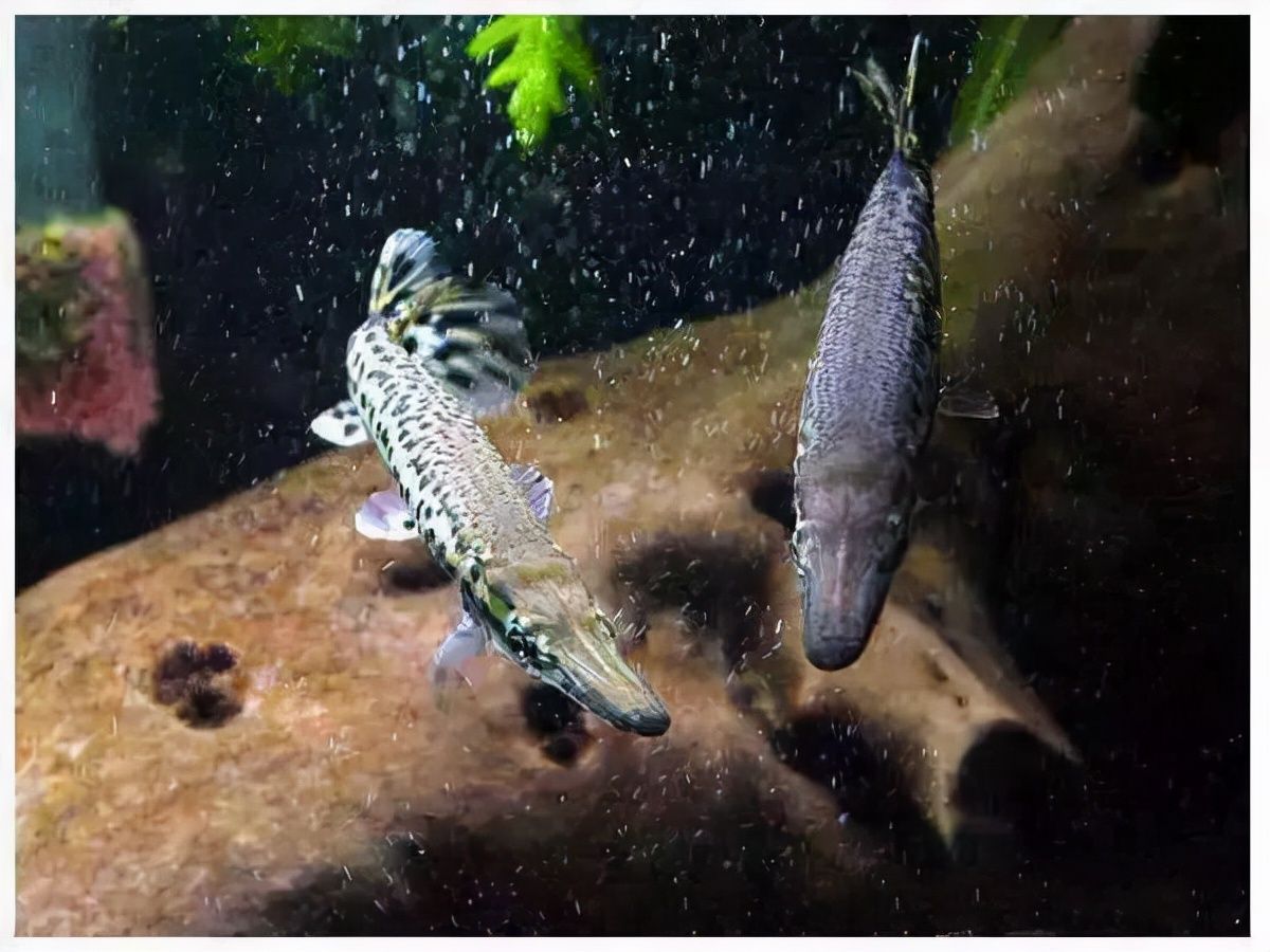 銀龍魚黃金貓魚混養注意事項：銀龍魚與黃金貓魚混養時需要注意的事項