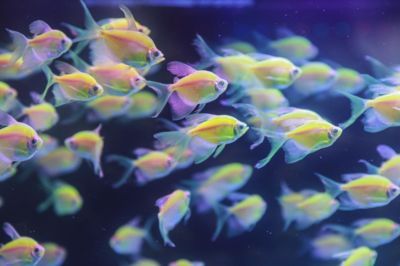 龍魚搭配什么清潔魚最好養（適合與龍魚混養的清潔魚）