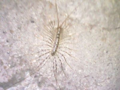 龍魚怎么喂蝦米蟲子：如何喂食龍魚蝦米和蟲子