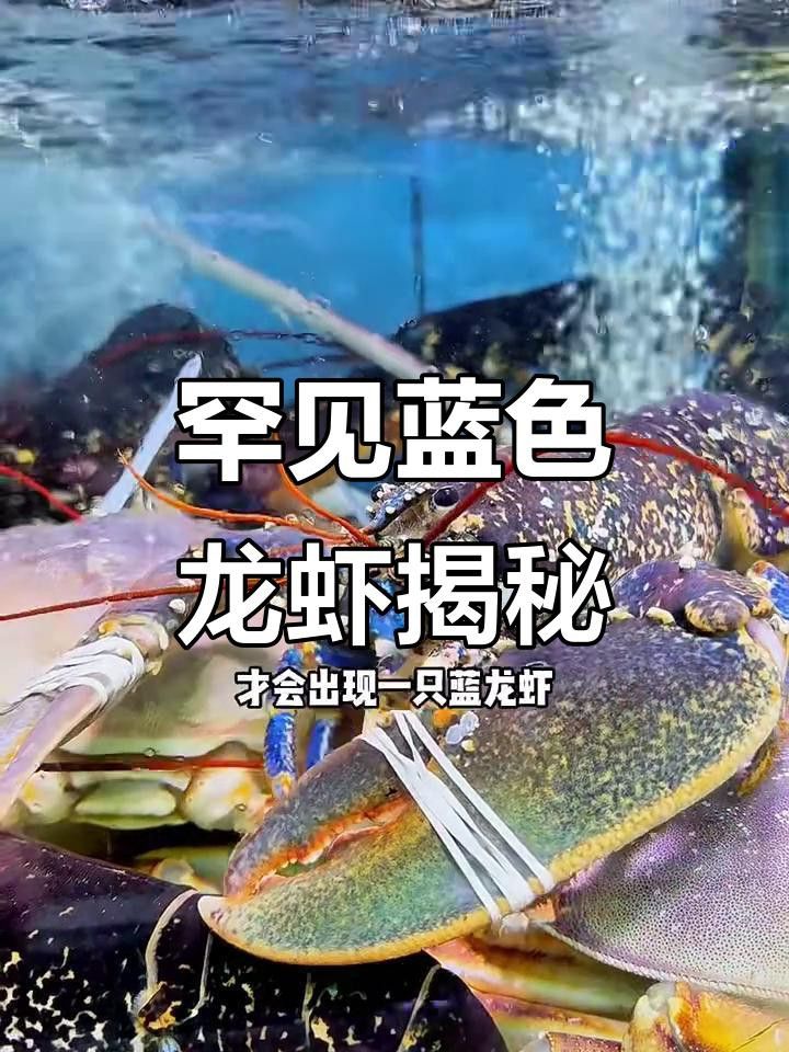 藍色龍蝦為何如此稀有？