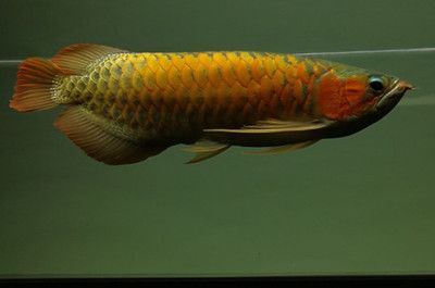 龍魚長什么樣子啊？：龍魚是一種古老的原始淡水魚類具有獨特的外形特征 龍魚長什么樣子??？：龍魚是一種古老的原始淡水魚類具有獨特的外形特征 龍魚百科 第3張