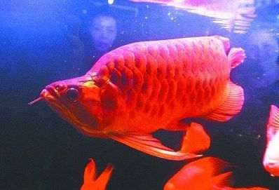 紅龍魚有點翹鱗怎么治（紅龍魚立鱗怎么治療龍魚立鱗怎么辦360問答）
