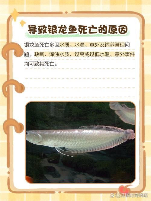 銀龍魚嘴巴撞爛了用治療嗎圖片