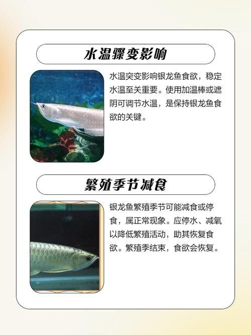 銀龍魚嘴巴撞爛了用治療嗎圖片