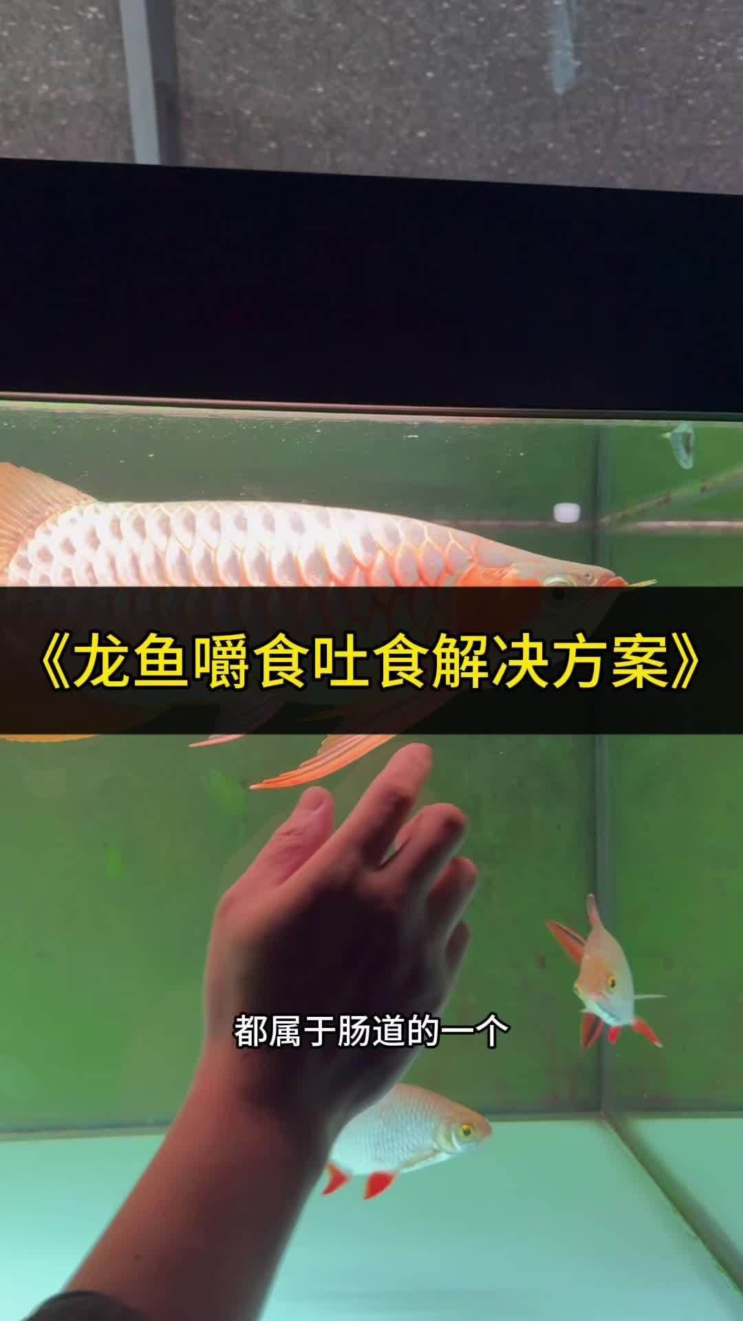 銀龍魚和飛鳳魚混養會打架嗎? 龍魚百科 第3張 銀龍魚和飛鳳魚混養會打架嗎? 銀龍魚和飛鳳魚混養會打架嗎? 龍魚百科 第3張