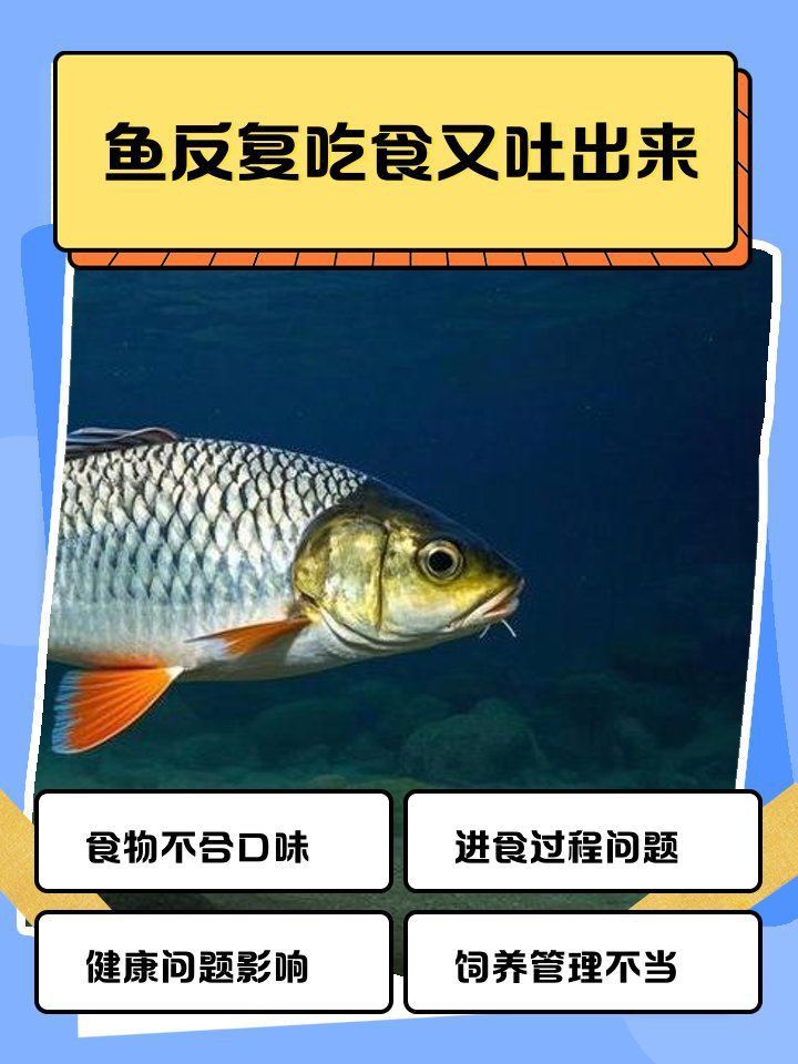 銀龍魚和飛鳳魚混養會打架嗎? 龍魚百科 第1張 銀龍魚和飛鳳魚混養會打架嗎? 銀龍魚和飛鳳魚混養會打架嗎? 龍魚百科 第1張