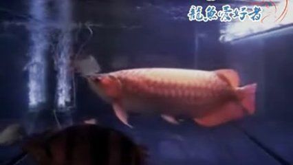 超大龍魚視頻：超大龍魚視頻下載超大龍魚視頻下載超大龍魚視頻分享