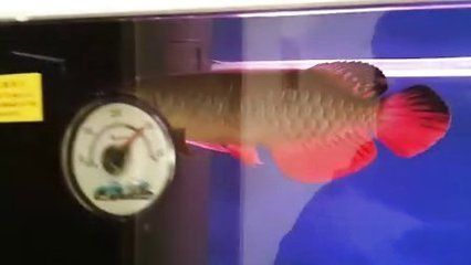 超大龍魚視頻：超大龍魚視頻下載超大龍魚視頻下載超大龍魚視頻分享