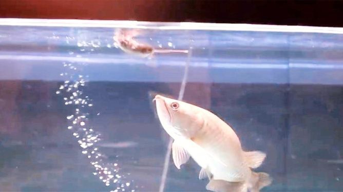 龍魚呆在水面不游動吃食正常：龍魚呆在水面不游動可能由以下幾個原因引起龍魚患病