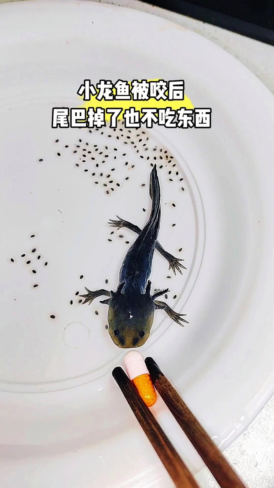 如何預防龍魚再次被咬？