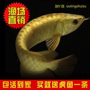 龍魚漁場批發：廣州龍魚批發市場挑選技巧祥龍漁場龍魚市場挑選技巧