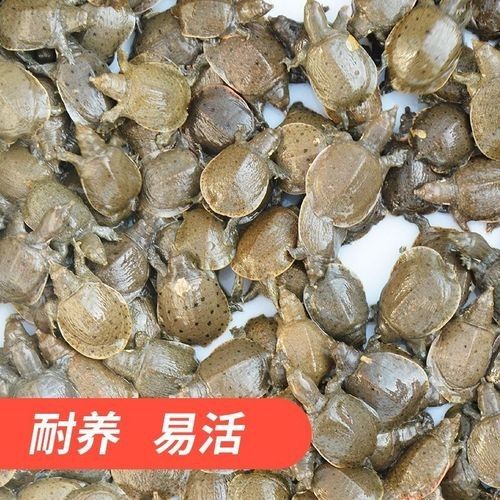 龍魚海鮮 龍魚海鮮 龍魚百科 第3張