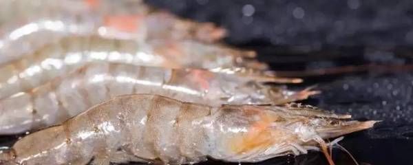 龍魚喂淡水蝦還是海水蝦比較好吃：淡水蝦和海水蝦哪個好？