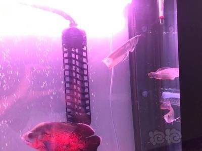 金龍魚怎樣養狀態最佳最霸氣（金龍魚怎樣養狀態最佳最霸氣的） 金龍魚怎樣養狀態最佳最霸氣（金龍魚怎樣養狀態最佳最霸氣的） 龍魚百科