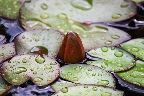 龍魚缸溫度計怎么用：如何正確使用龍魚缸溫度計