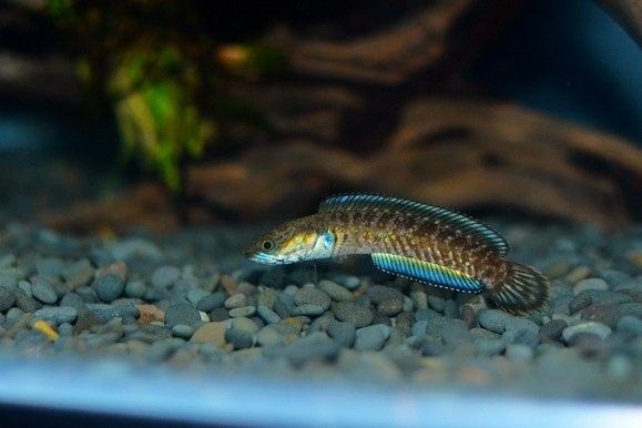 雷龍魚微信群2021年