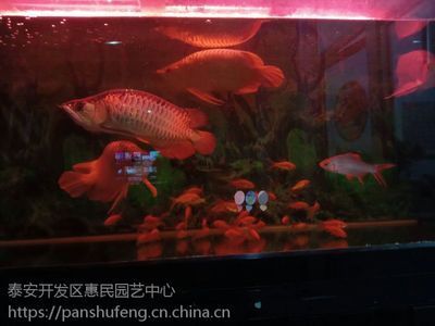 紅龍魚40公分賣多少錢（40公分紅龍魚價格多少錢一條紅龍魚多少錢一條）