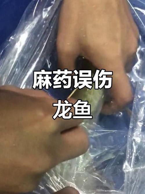 麻藥對龍魚有副作用嗎圖片
