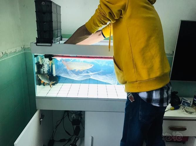 麻藥對龍魚有副作用嗎圖片