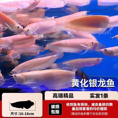 黃化銀龍魚多少錢一條啊圖片大全