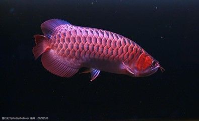紅龍魚高清圖（紅龍魚怎么養紅龍魚價格及圖片欣賞大全）