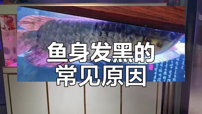 如何預防龍魚鱗片再次發黑？ 如何預防龍魚鱗片再次發黑？ 龍魚百科 第3張