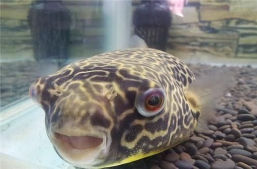 龍魚和狗頭魚能一起養嗎？：龍魚和狗頭魚是否能一起養 龍魚和狗頭魚能一起養嗎？：龍魚和狗頭魚是否能一起養 龍魚百科 第1張
