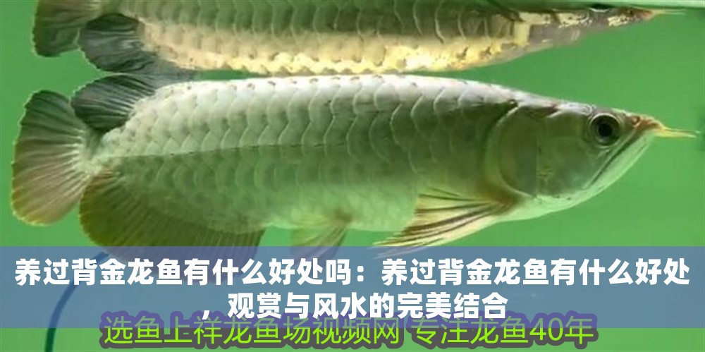 養過背金龍魚有什么好處嗎：養過背金龍魚有什么好處，觀賞與風水的完美結合 養過背金龍魚有什么好處嗎：養過背金龍魚有什么好處，觀賞與風水的完美結合 龍魚百科 第1張