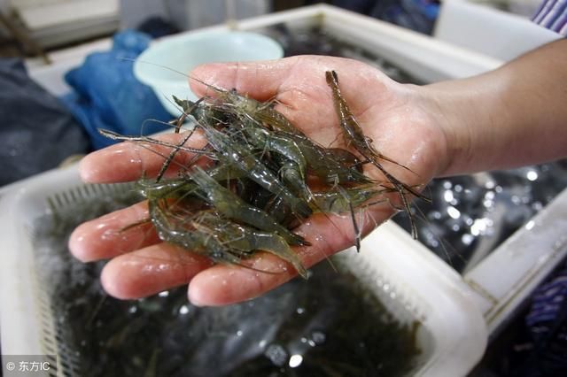 探討龍魚不吃蝦肉是否可以的問題，龍魚不吃蝦肉可以嗎：在探討龍魚不吃蝦肉是否可以的問題