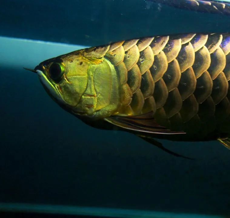 如何預防龍魚溫度過高？ 如何預防龍魚溫度過高？ 龍魚百科 第5張