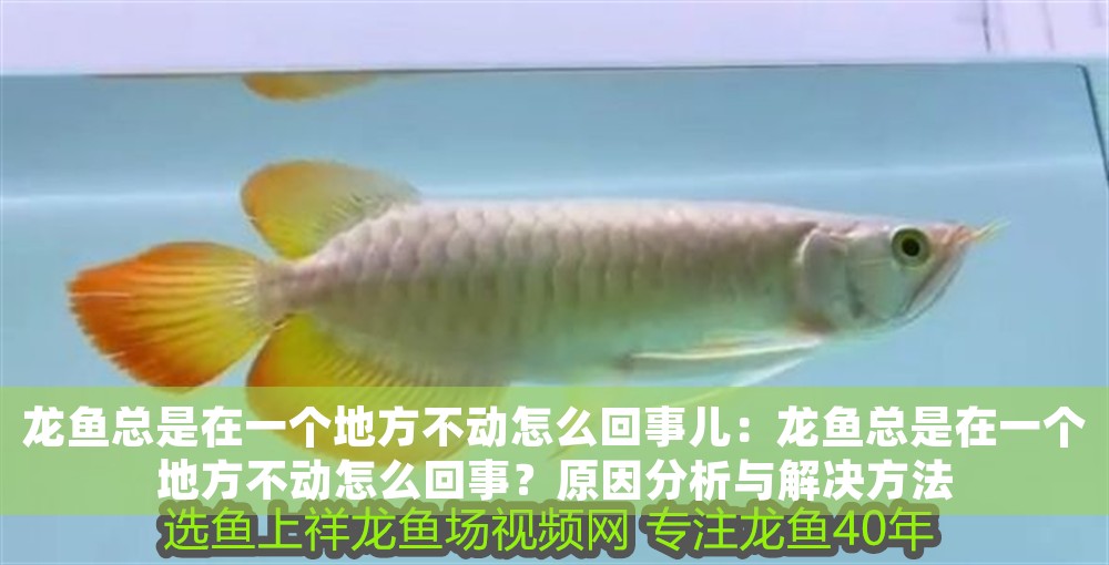 龍魚總是在一個地方不動怎么回事兒：龍魚總是在一個地方不動怎么回事？原因分析與解決方法