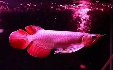 紅龍魚顏色變淺了怎么回事（為什么紅龍魚的顏色會變淺） 紅龍魚顏色變淺了怎么回事（為什么紅龍魚的顏色會變淺） 龍魚百科 第3張