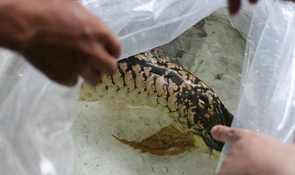龍魚缸的價(jià)格范圍是多少錢：龍魚缸的價(jià)格范圍是多少