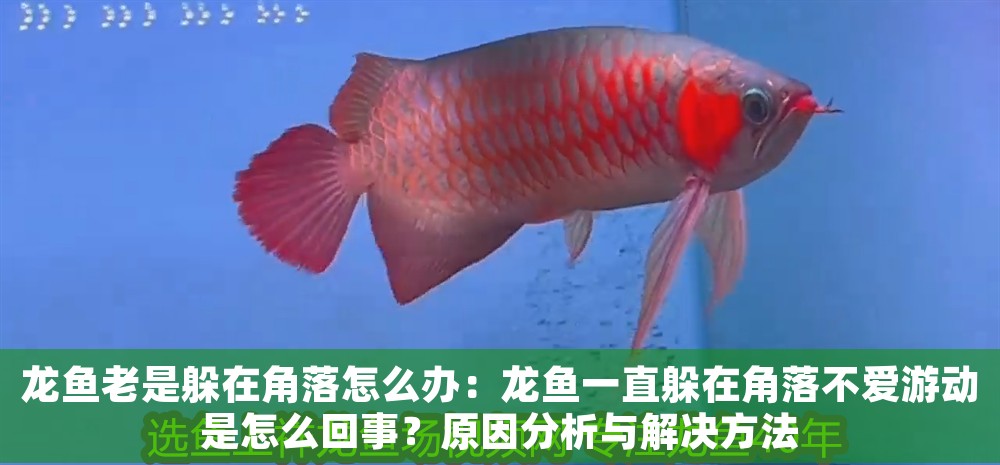 龍魚老是躲在角落怎么辦：龍魚一直躲在角落不愛游動是怎么回事？原因分析與解決方法