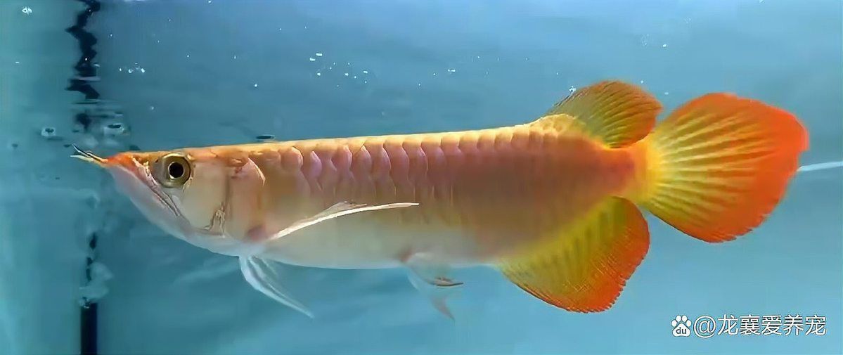 120×60魚缸需要多大的過濾系統？
