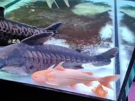 黃金河虎和龍魚混養(yǎng)會不會打架