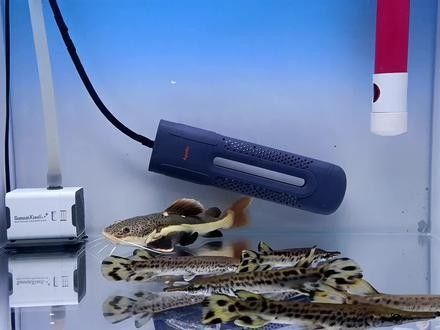 黃金河虎和龍魚混養(yǎng)會不會打架