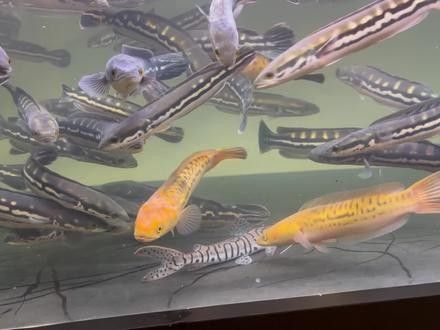 黃金河虎和龍魚混養(yǎng)會不會打架