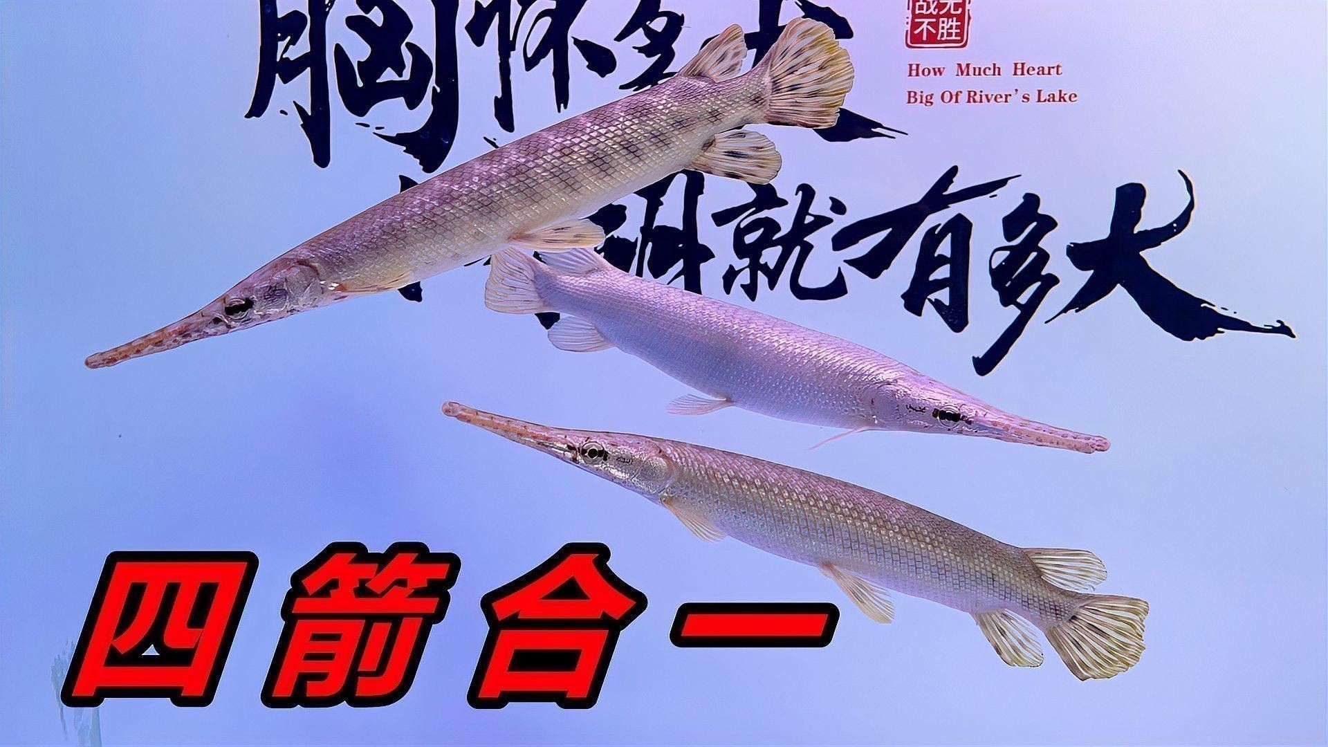 黃金河虎和龍魚混養(yǎng)會不會打架