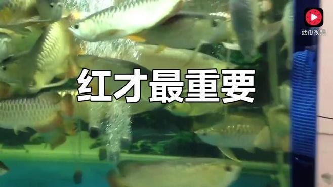 黃金河虎和龍魚混養(yǎng)會不會打架