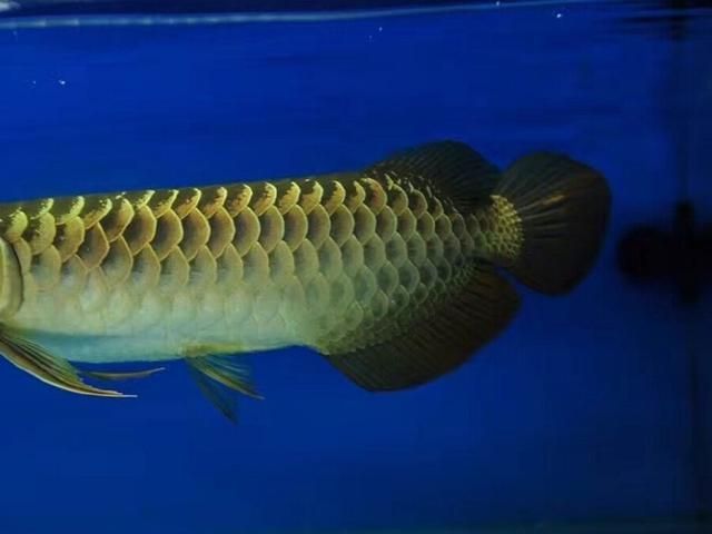 龍魚怎么變色了呢怎么回事兒：龍魚變色與品種有關嗎？