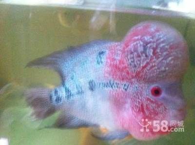 金龍魚的幼崽能長多大（金龍魚幼崽成長期常見疾病金龍魚幼崽日常飲食指南）