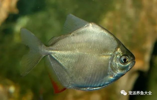 銀版魚與其他魚類比較：銀版魚與其他魚類的一些比較