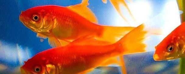 金龍魚翻身的原因是什么？