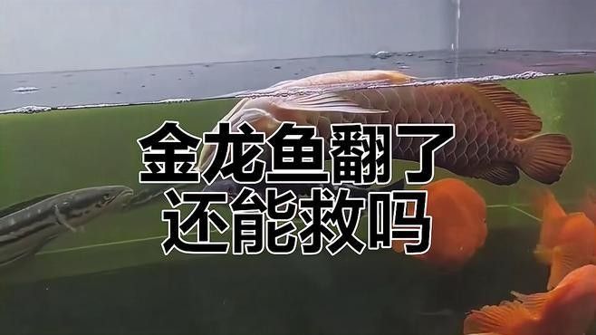 金龍魚翻身的原因是什么？