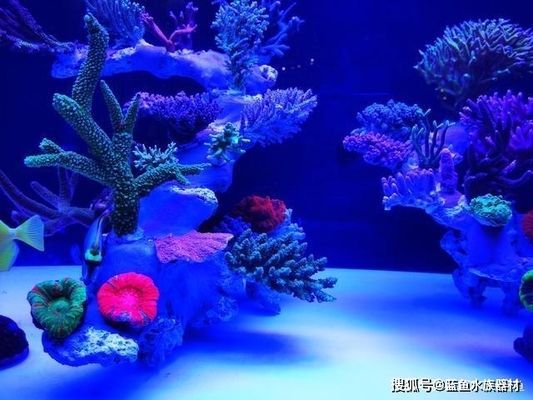 龍魚缸出水口設(shè)計成造浪泵行嗎：龍魚缸出水口設(shè)計