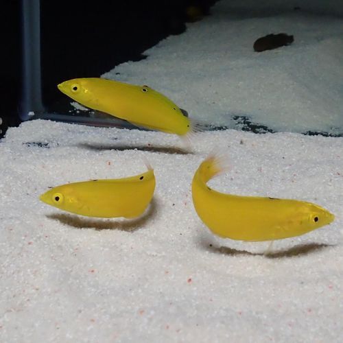 小黃龍魚多少錢一條圖片大全