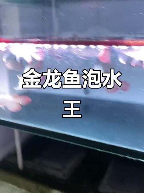 小黃龍魚多少錢一條圖片大全
