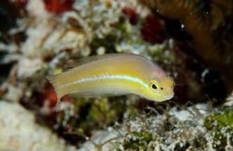 小黃龍魚多少錢一條圖片大全
