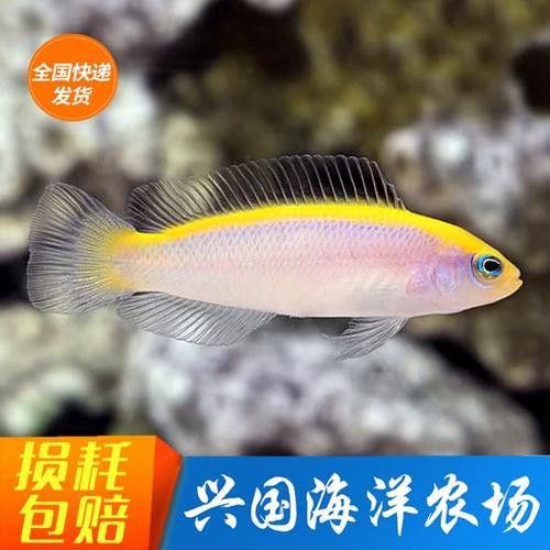 小黃龍魚多少錢一條圖片大全